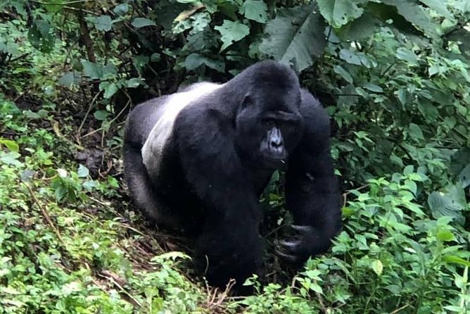 6 Day Gorillas, Golden Monkeys and Chimp Trek at Kibale - What the $3,206 price covers