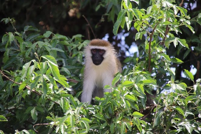 6 Day Gorillas, Golden Monkeys and Chimp Trek at Kibale - Day 2: Chimpanzees in Kibale, then the crater lakes
