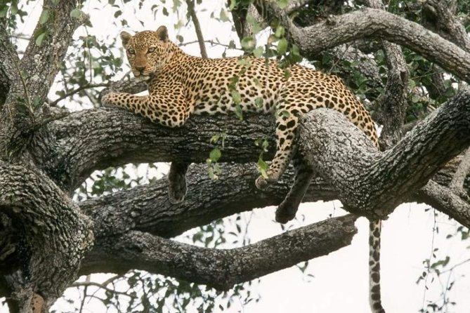 6-Day Murchison Falls, Chimp Trekking and Big Game Combo - Five Details That Shape the Experience