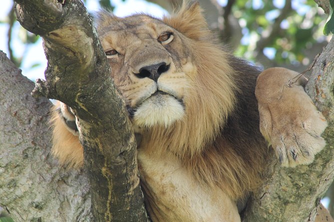 6-Day Queen Elizabeth and Mburo Luxury Safari - Day 3: Big mammals and the Kazinga Channel