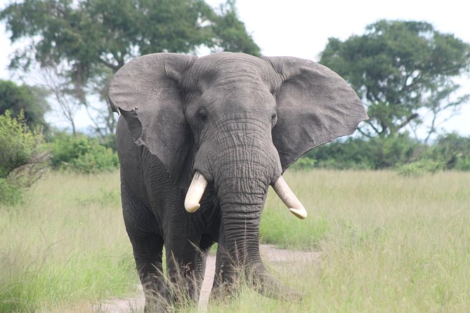6-Day Queen Elizabeth and Mburo Luxury Safari - Day 4: Chimp trekking and the move to Lake Mburo