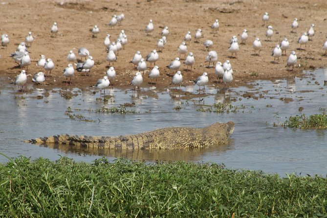6-Day Queen Elizabeth and Mburo Luxury Safari - Day 1: A soft landing in Entebbe
