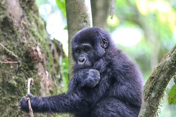 6-Day Uganda Gorilla Adventure (Fly-in) - What the $3,354 price really buys you