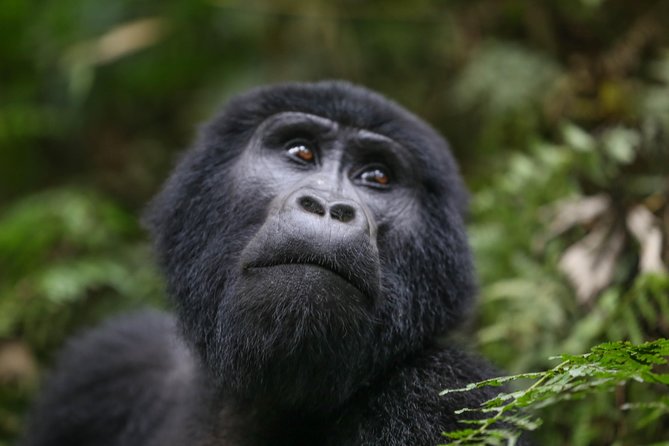 6-Day Uganda Gorilla Adventure (Fly-in) - Day 2: From Kisoro’s market to Lake Mutanda