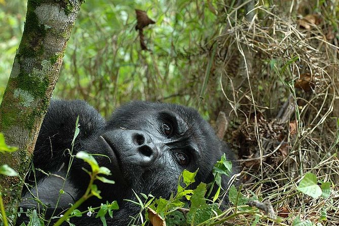 6-Day Uganda Gorilla Adventure (Fly-in) - Day 5: A seven-kilometer trail through ancient forest