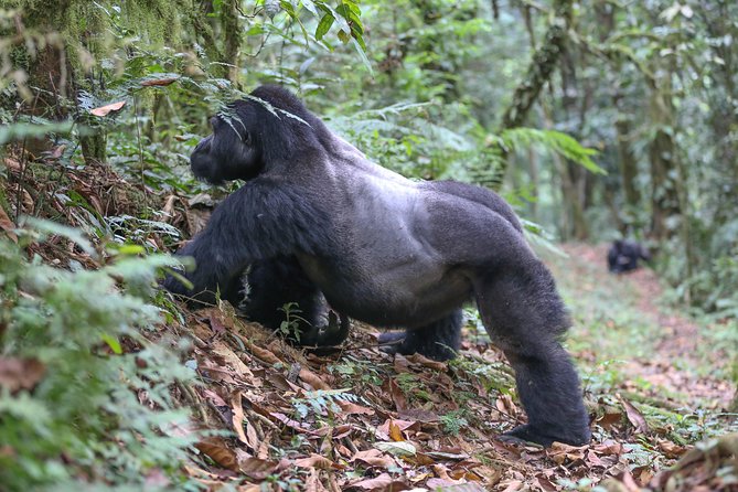 6-Day Uganda Gorilla Adventure (Fly-in) - Day 1: Shoebill country at Mabamba Swamp