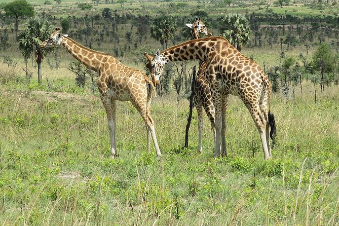 6 Days Chimps, Gorillas & Murchison Falls Africa's Big Five Experience Safari - Key points to know before booking