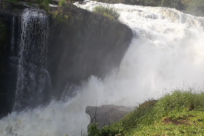 6 Days Chimps, Gorillas & Murchison Falls Africa's Big Five Experience Safari - Why this Uganda route is so appealing