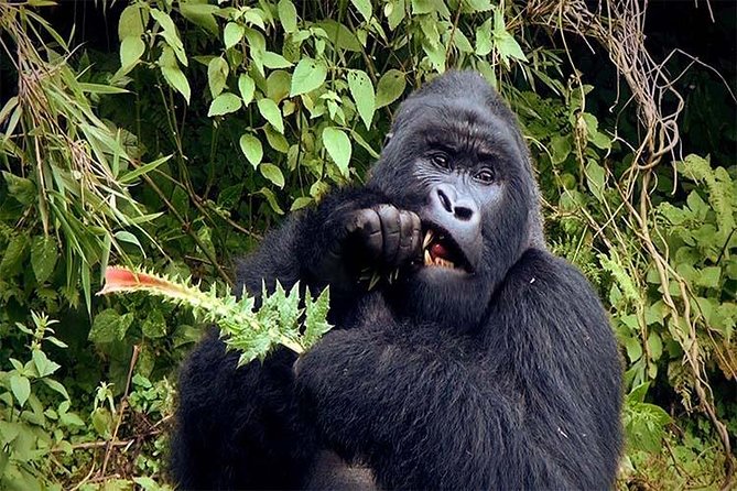 6 Days Chimps, Gorillas & Murchison Falls Africa's Big Five Experience Safari - Day 2: Wildlife and water in Murchison Falls