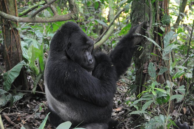 6 Days Chimps, Gorillas & Murchison Falls Africa's Big Five Experience Safari - Day 1: From Kampala to the Nile at Murchison Falls