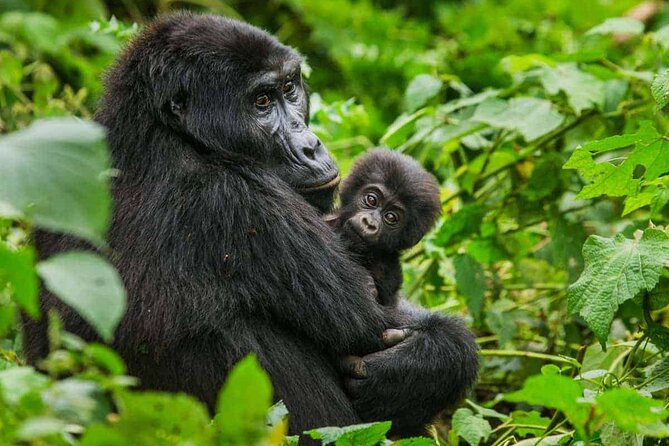6 Days Uganda Gorilla, Chimps Trekking and Wildlife Safari - Key points to know before booking