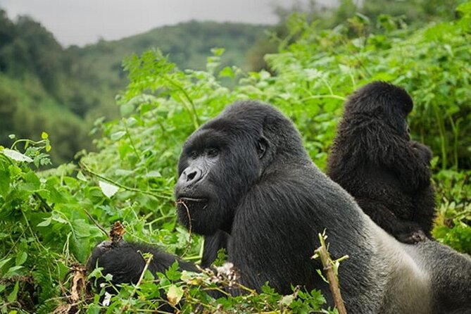 6 Days Uganda Gorilla, Chimps Trekking and Wildlife Safari - What this six-day Uganda route really offers