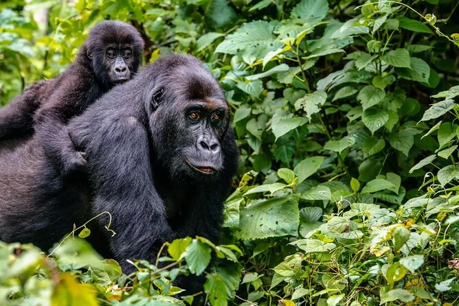 6 Days Uganda Gorilla, Chimps Trekking and Wildlife Safari - Day 6: Returning to Entebbe by road