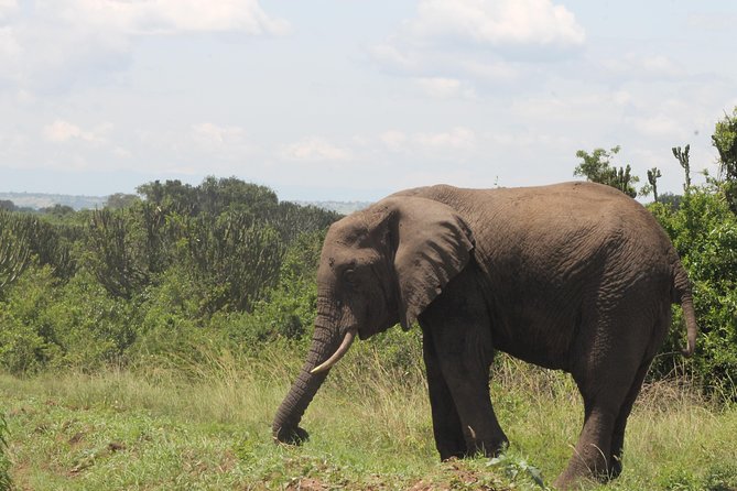 7-Day Murchison Falls, Chimps & Gorilla Trekking - Key points to know before booking