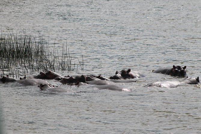 7-Day Murchison Falls, Chimps & Gorilla Trekking - What this seven-day route really offers