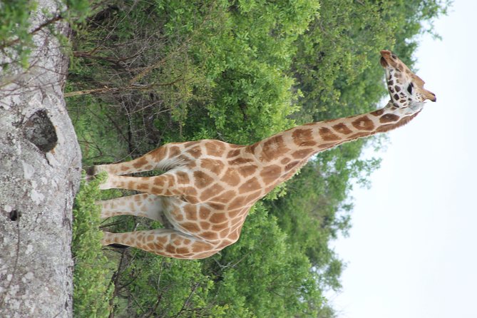 7-Day Murchison Falls, Chimps & Gorilla Trekking - Day 3: Chimpanzees in Budongo Forest