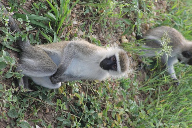 7-Day Murchison Falls, Chimps & Gorilla Trekking - Day 5: Through the Equator and Kigezi Highlands to Bwindi