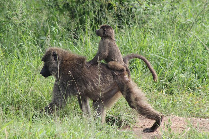 7-Day Murchison Falls, Chimps & Gorilla Trekking - Day 1: From Entebbe to Murchison Falls