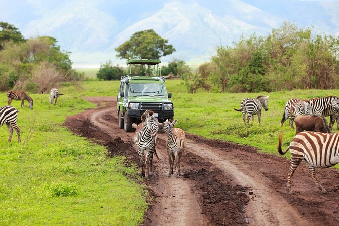 7-Day Private Uganda Gorilla Tracking Safari Tour From Entebbe - Day 5: Gorilla trekking in Bwindi