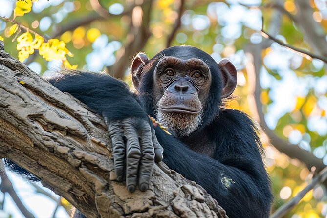 7-Day Private Uganda Gorilla Tracking Safari Tour From Entebbe - Day 6: Lake Mburo’s zebras, giraffes, and water life