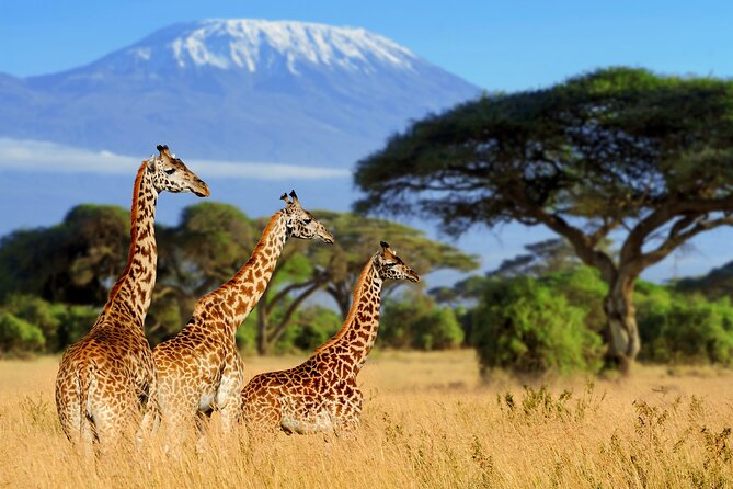 7-Day Private Uganda Gorilla Tracking Safari Tour From Entebbe - Day 7: A flexible return to Entebbe or Kampala