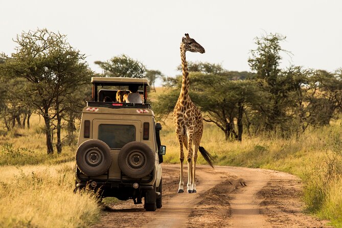 7-Day Private Uganda Gorilla Tracking Safari Tour From Entebbe - Day 3: Queen Elizabeth’s wildlife and the Kazinga Channel