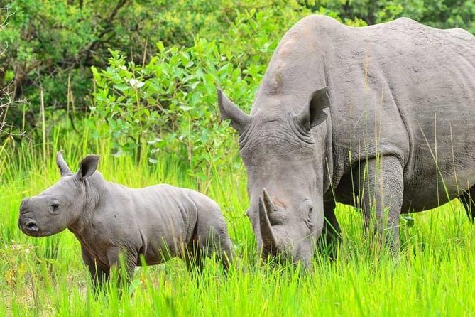 7-Day Uganda Adventure Safari - Midrange Lodges - Day three: game drives and the power of Murchison Falls