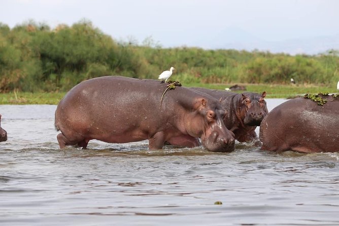 7-Day Uganda Adventure Safari - Midrange Lodges - Day one: Entebbe arrival and a gentle start in Kampala