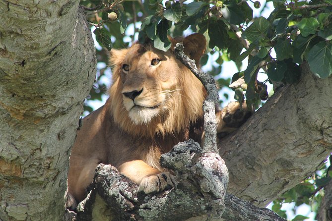 7-Day Wildlife Adventure Safari - Why this route is different from a standard Uganda safari