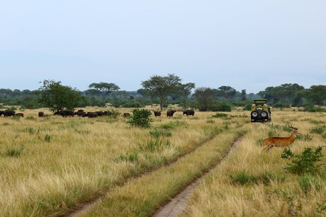 7 Days Flying Gorillas and Wildlife Safari Uganda Private Tour - What the $4,410 price really covers