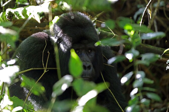 7 Days Flying Gorillas and Wildlife Safari Uganda Private Tour - Day 4: Two game drives in Queen Elizabeth National Park