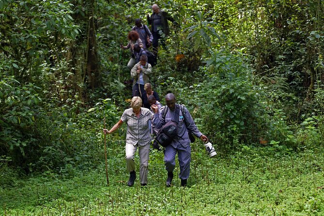 7 Days Flying Gorillas and Wildlife Safari Uganda Private Tour - Day 2: Chimpanzee trekking in Kibale Forest