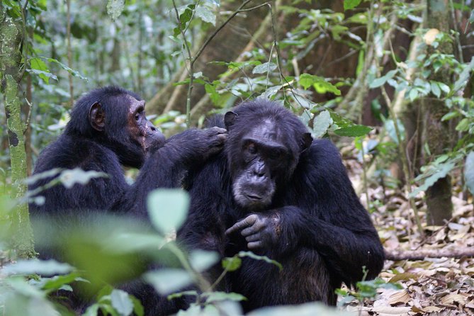 7 Days Fort Portal Culture Tour Western Uganda - Kibale National Park and the chimpanzee day