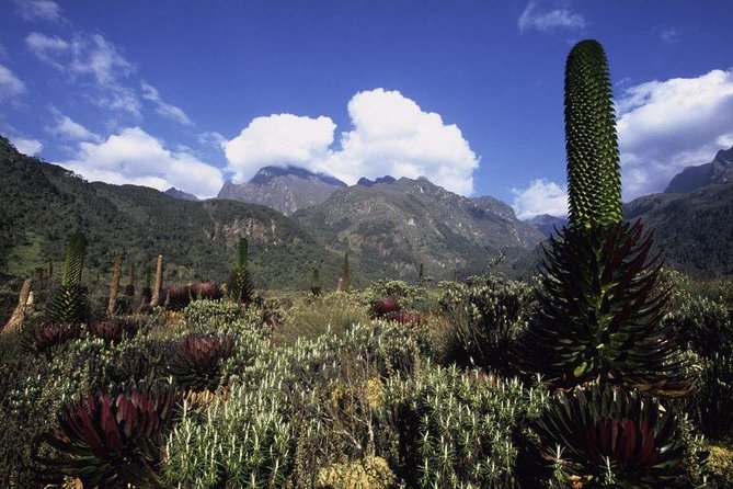 7 Days Rwenzori Summit (Margherita Peak) Hike - Day 3: John Matte Hut to Bujuku Hut