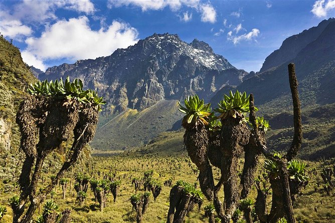 7 Days Rwenzori Summit (Margherita Peak) Hike - Day 2: Mubuku River and the climb to John Matte Hut