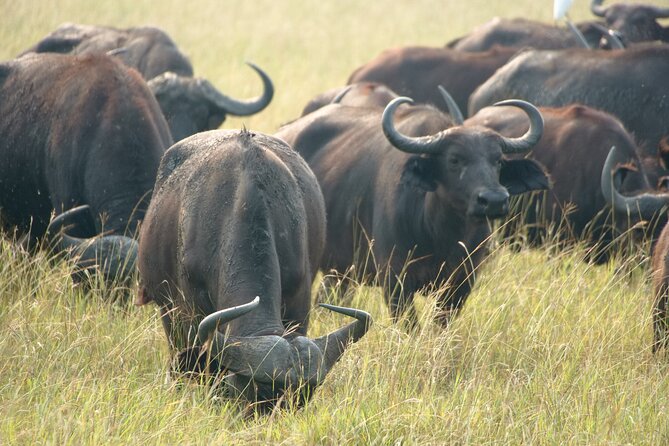 7 Days Safari and Rhino Trekking - A seven-day route with real variety