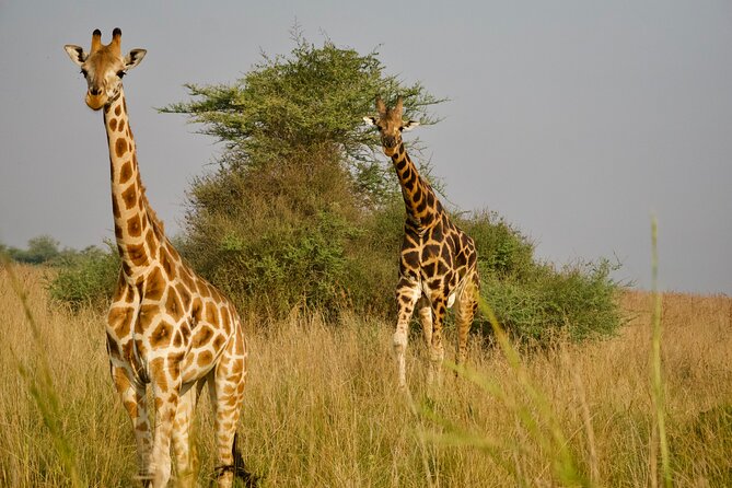 7 Days Safari and Rhino Trekking - Kibale Forest and chimpanzee tracking