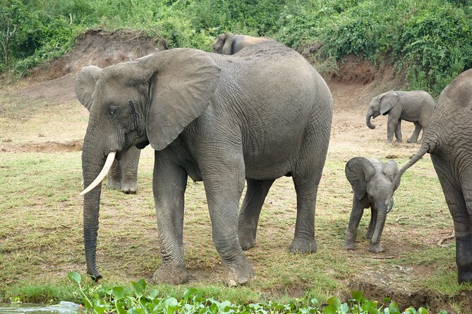 7 Days Safari and Rhino Trekking - The final rhino trek near Masindi