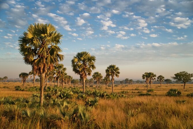 7 Days Safari and Rhino Trekking - Queen Elizabeth National Park: the gentle opening