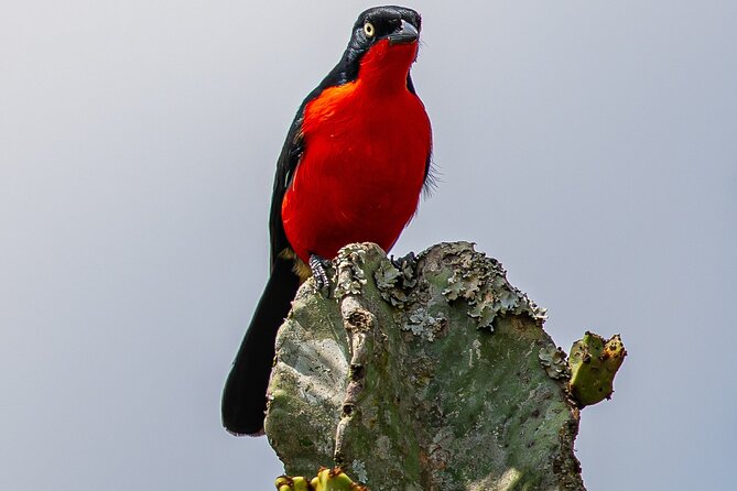 7 Days Uganda Birding and Wildlife - Six details that shape this Uganda birding tour