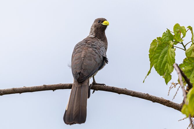 7 Days Uganda Birding and Wildlife - What the $2,466 price really covers