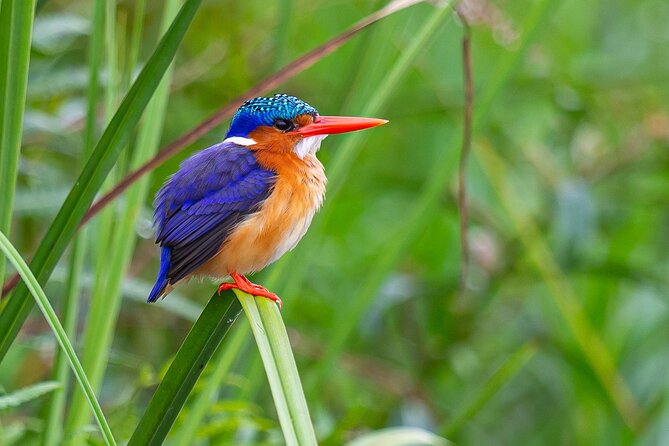 7 Days Uganda Birding and Wildlife - Day 2: Lake Mburo by boat, game vehicle, and night drive