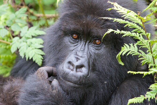 7 Days Uganda Birding and Wildlife - Day 3: From Lake Mburo to Bwindi’s forest edge
