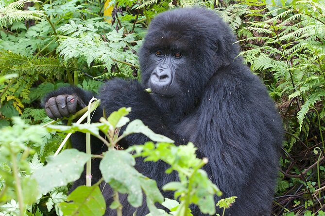 7 Days Uganda Birding and Wildlife - Day 4: Bwindi’s rare forest birds
