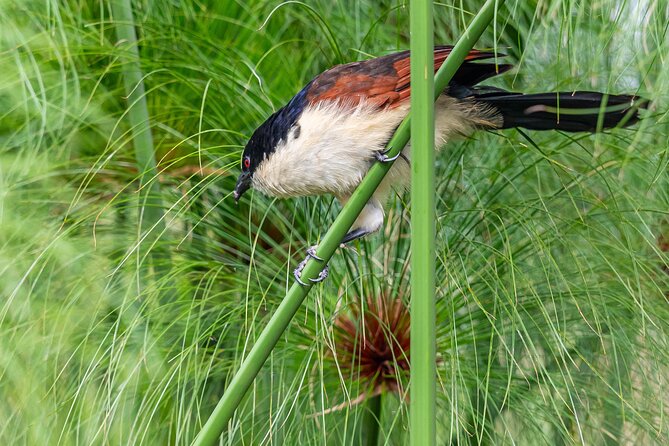 7 Days Uganda Birding and Wildlife - Day 6: Kasenyi plains and Queen Elizabeth’s bird variety