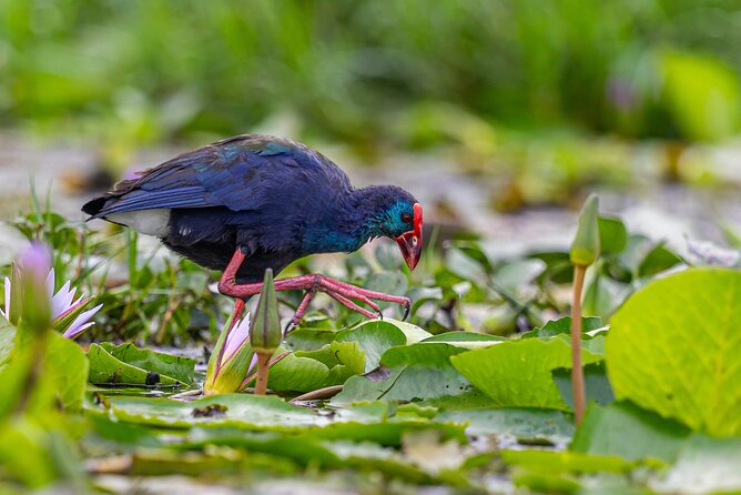 7 Days Uganda Birding and Wildlife - Day 7: The long return to Entebbe
