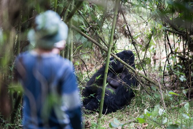 8-Day Classic Uganda Primates & Wildlife Tour - Day 1: Entebbe arrival and a possible shoebill outing