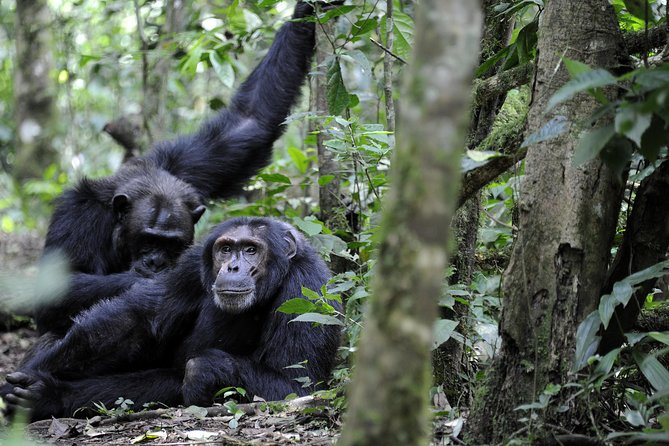 8-Day Classic Uganda Primates & Wildlife Tour - Day 3: Sunrise animals and the road to Bwindi