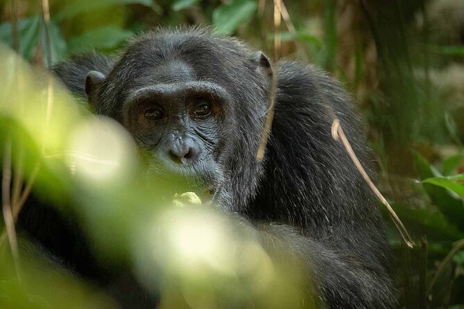 8-Day Classic Uganda Primates & Wildlife Tour - Day 4: The main event in Bwindi