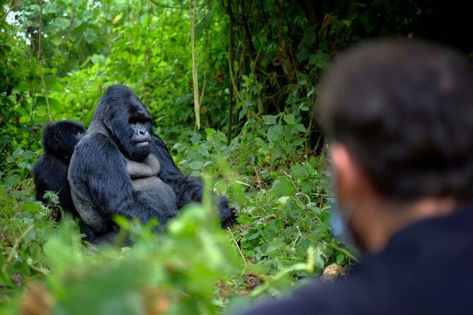 8-Day Classic Uganda Primates & Wildlife Tour - Day 6: Queen Elizabeth and the Kazinga Channel